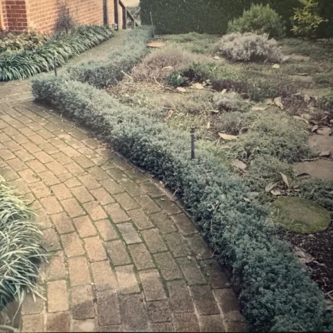 Photo of author's grandmother's herb garden. 