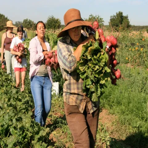 People carrying vegetables out of a field