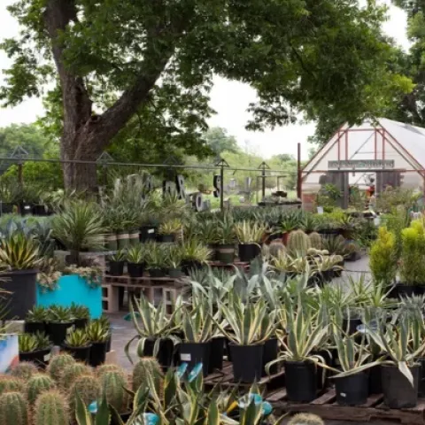 Buy from nursery vs home improvement store?