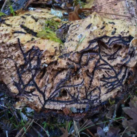 Mediterranean oak borer tree trunk cross section