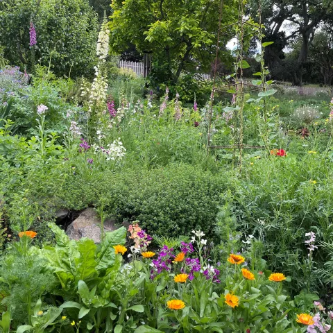 Nasturtiums, violas, and calendula tucked in with edible greens and herbs