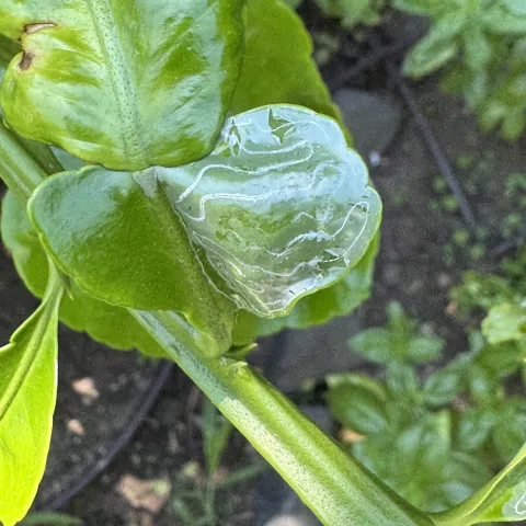 Photo of leafminer tunnels in a leaf.