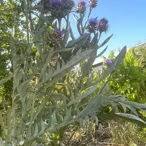 artichoke plant with purple flowers showing