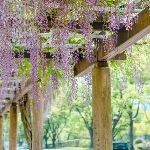 Wisteria growing on a trellis