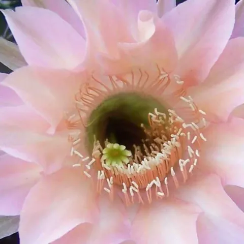 Grow Beautiful Succulents