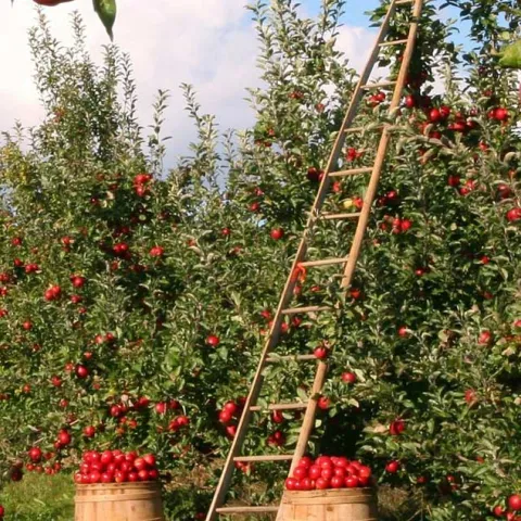 Garden Safety - Huntington Beach