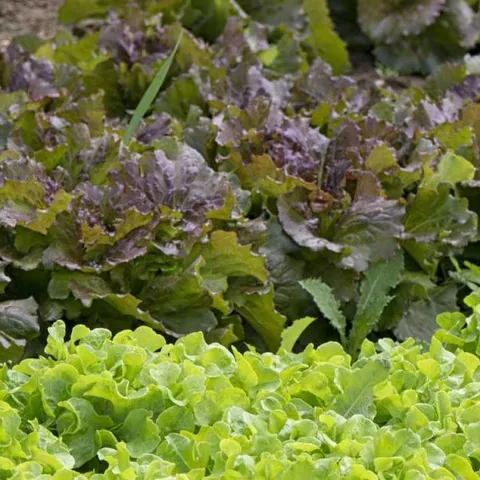 Grow Cool Season Vegetables