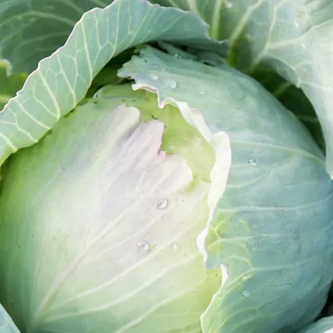 Grow Cool Season Veggies - Fullerton