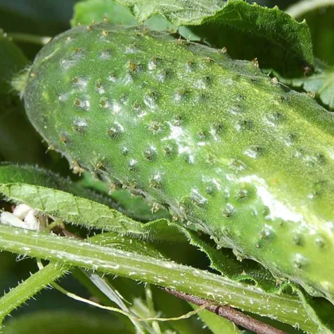 [PODCAST] Preserving Vegetables From Your Garden Part 2