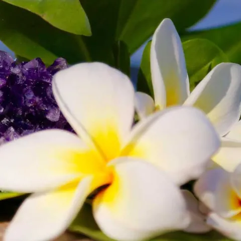 [PODCAST] Plumeria