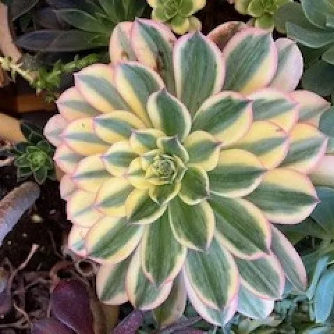 Aeonium