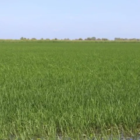 rice field with bakanae