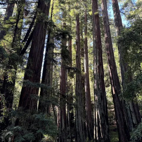 Forested area in the Santa Cruz Mountains