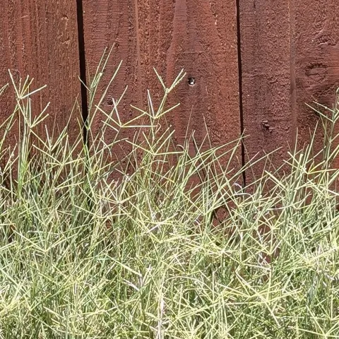 A stand of weedy grass with many five-part flower heads growing against a redwood fence.