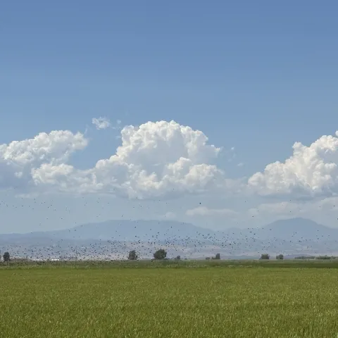 blackbirds in rice field
