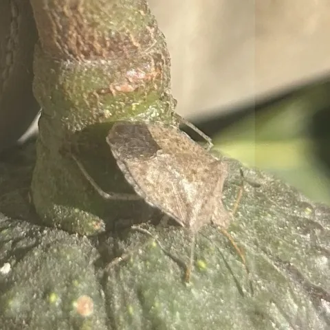 Brown Marmorated Stink Bug on Avocado