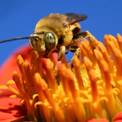A longhorned bee on a Mexican sunflower, Tithonia rotundifola. (Photo by Kathy Keatley Garvey)