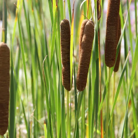 cattail plants
