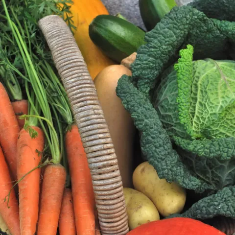 Cool season vegetables including carrots and cabbage, from Canva