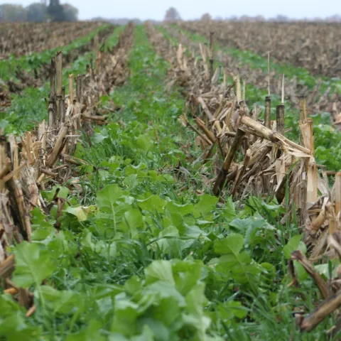cover crop