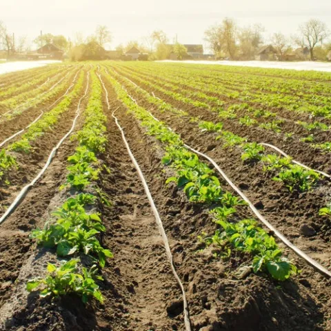 drip irrigation in a field