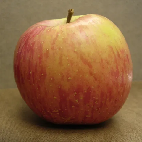 Apple fruit