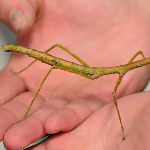 A stick insect at the Bohart Museum of Entomology, UC Davis.