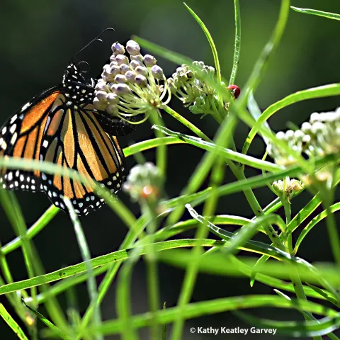 Female monarch on narrow-leafed milkweed in Vacaville, Calif. (Photo by Kathy Keatley Garvey)