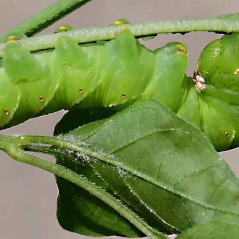 Tobacco hornworm, Manduca sexta. (Photo by Kathy Keatley Garvey)