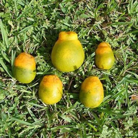 HLB fruit