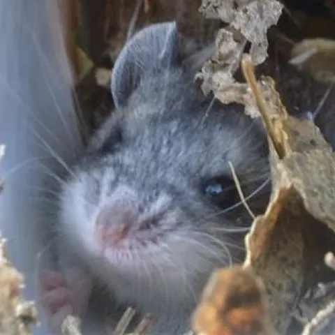 A grey mouse under brown leaves in a sideways plant pot.