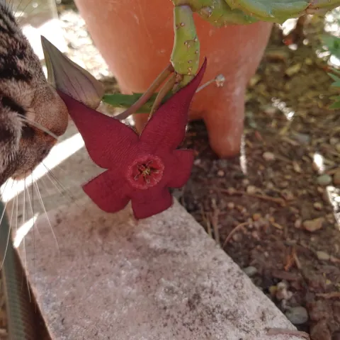 Boomer the cat sniffing the stapelia flower