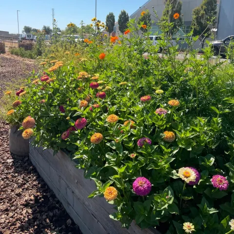 zinnias in july