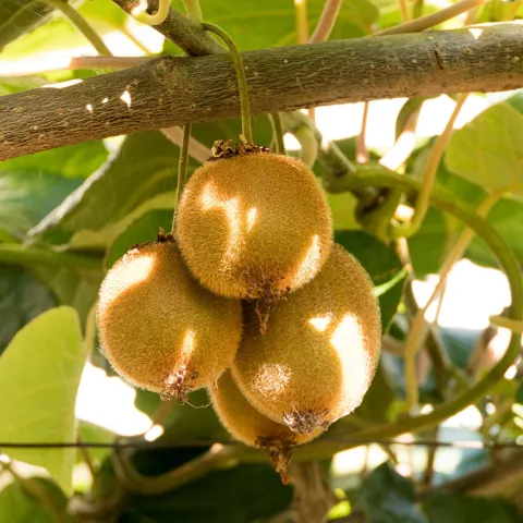 kiwi fruit hanging from branch