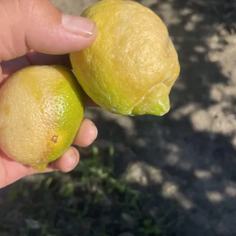 Lemon Brown Rot
