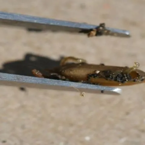 midge popping out of a consumed rice kernel