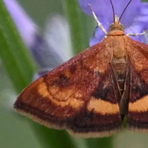 Mint moth (Photo by Kathy Keatley Garvey)