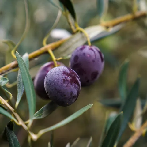 olive tree branch 