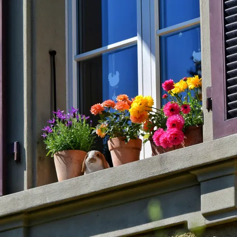 colorful plants on a window sill