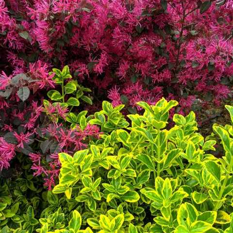 bright green plant in front of burgundy fringe flower shrub