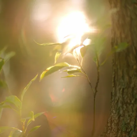 plant with sun showing behind
