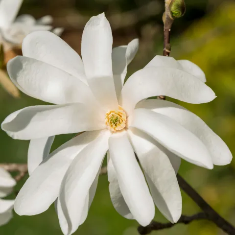white star magnolia flower