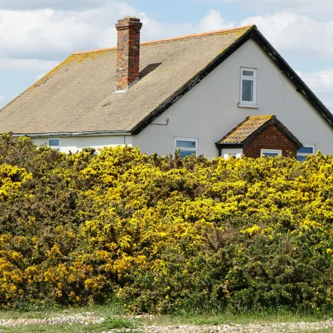 hedge around a house