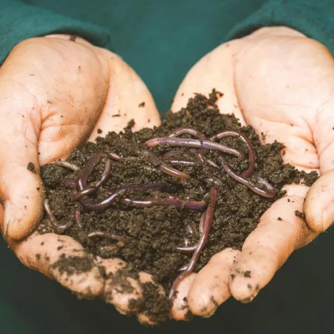 two hands holding soil and worms