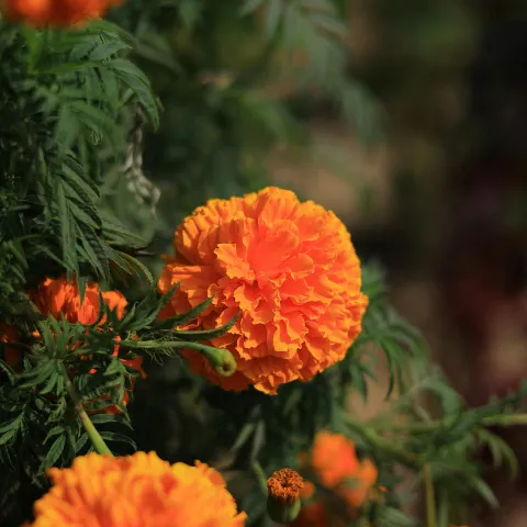 orange very round marigold flowers
