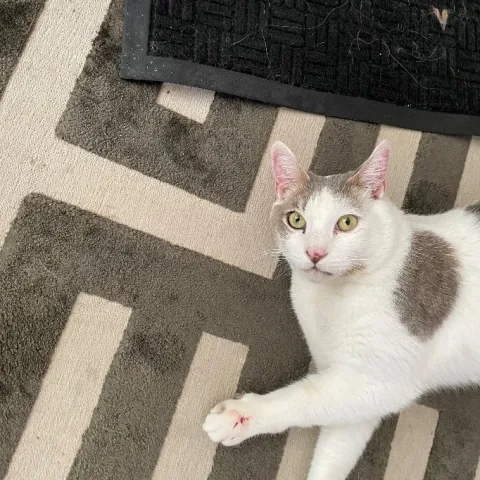 gray and white cat on a rug with a spot of blood on his paw