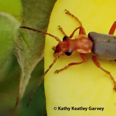 A soldier beetle sunning itself on a yellow rose petal. (Photo by Kathy Keatley Garvey)