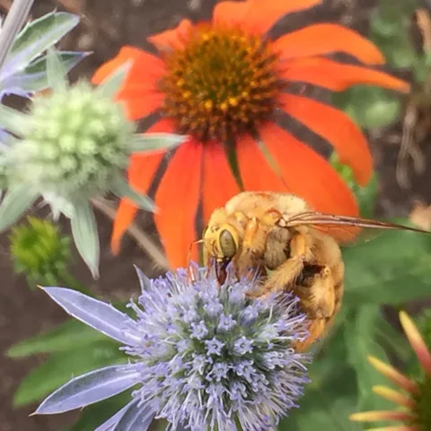 golden carpenter bee called teddy bear