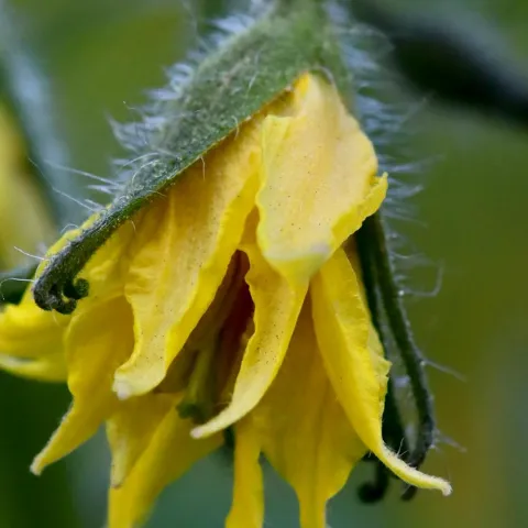 Tomato blossoms