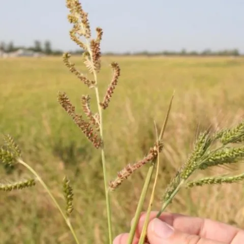 Late watergrass (Left), barnyardgrass (Center), and early watergrass (Right)